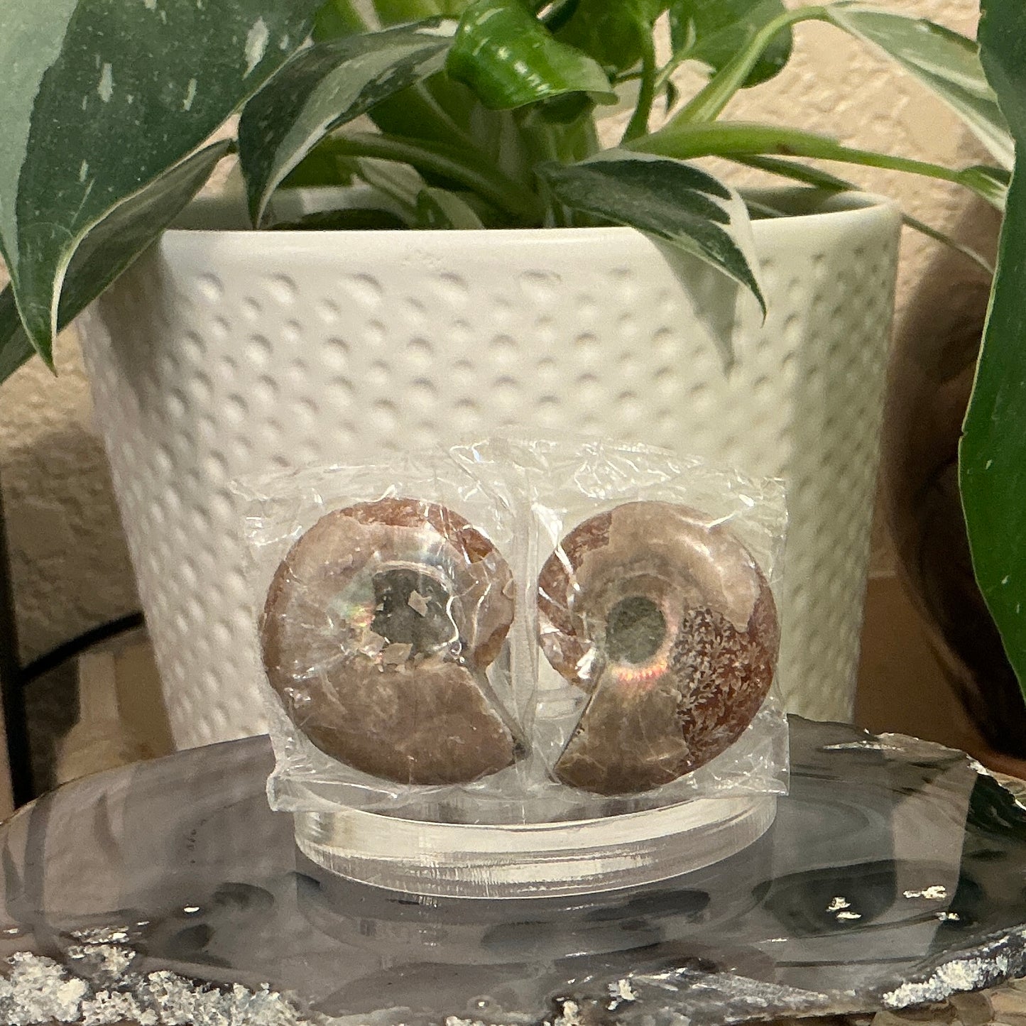 Ammonite Fossil Pair