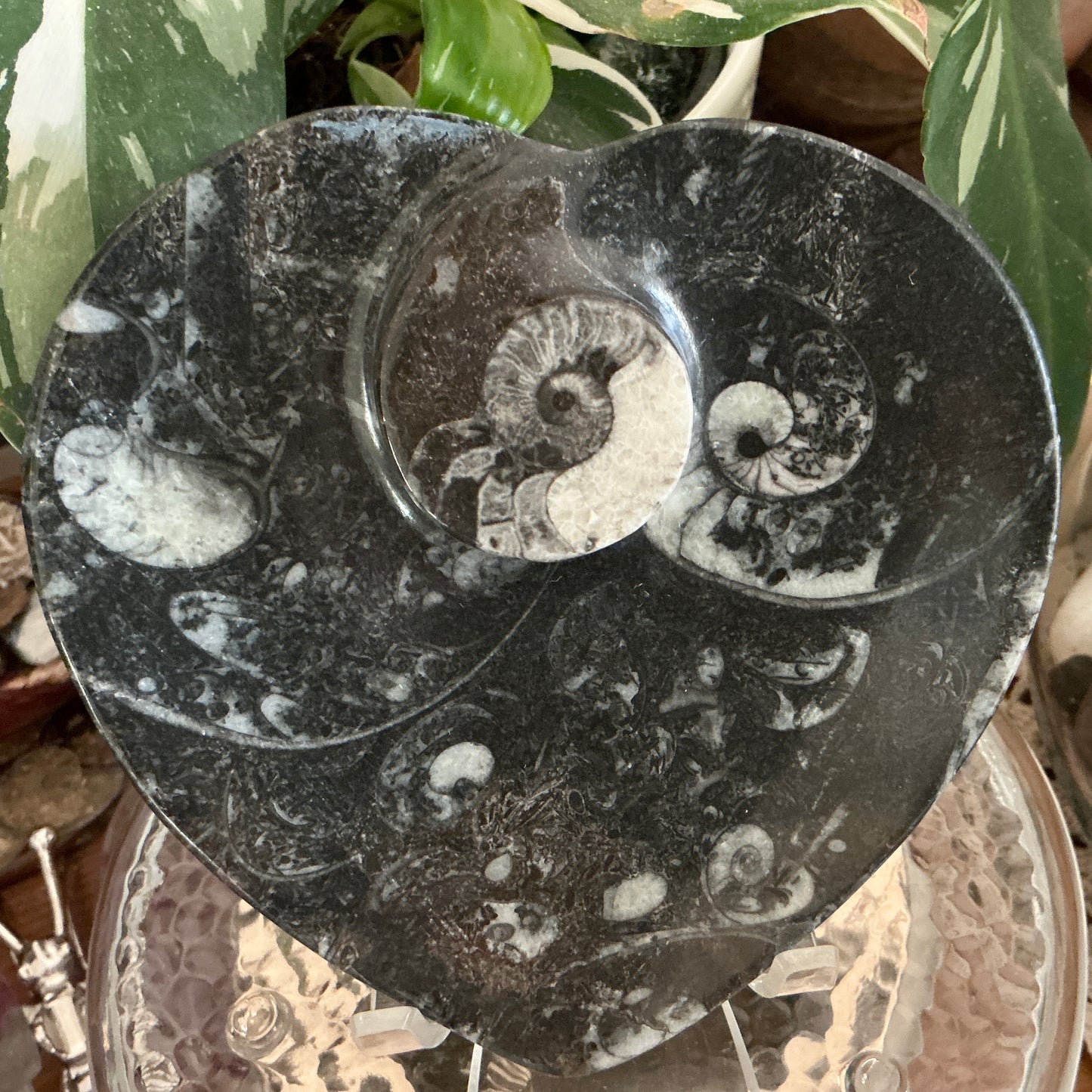 Ammonite Orthoceras Fossil Dish - Heart