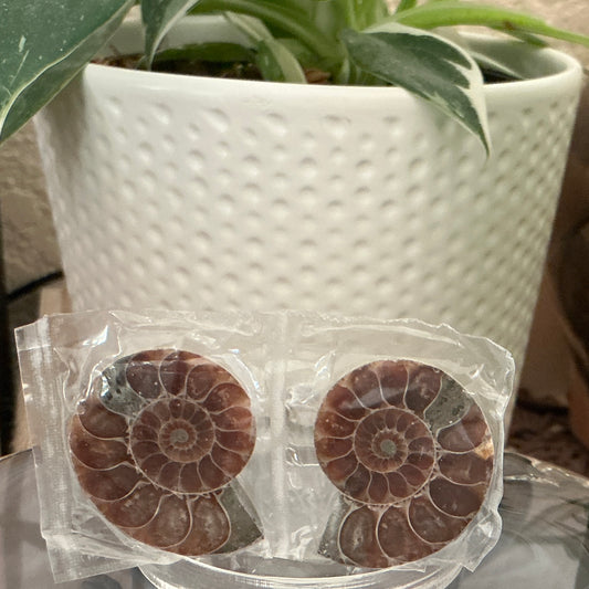 Ammonite Fossil Pair