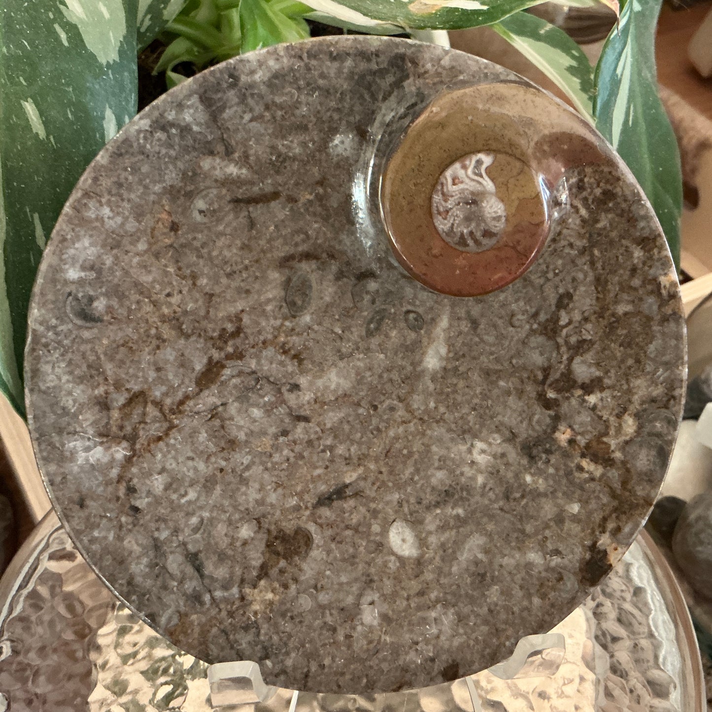 Ammonite Orthoceras Fossil Dish - Round