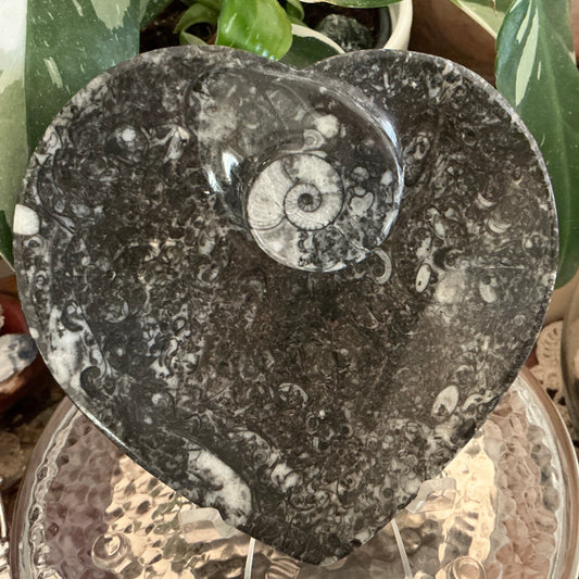 Ammonite Orthoceras Fossil Dish - Heart