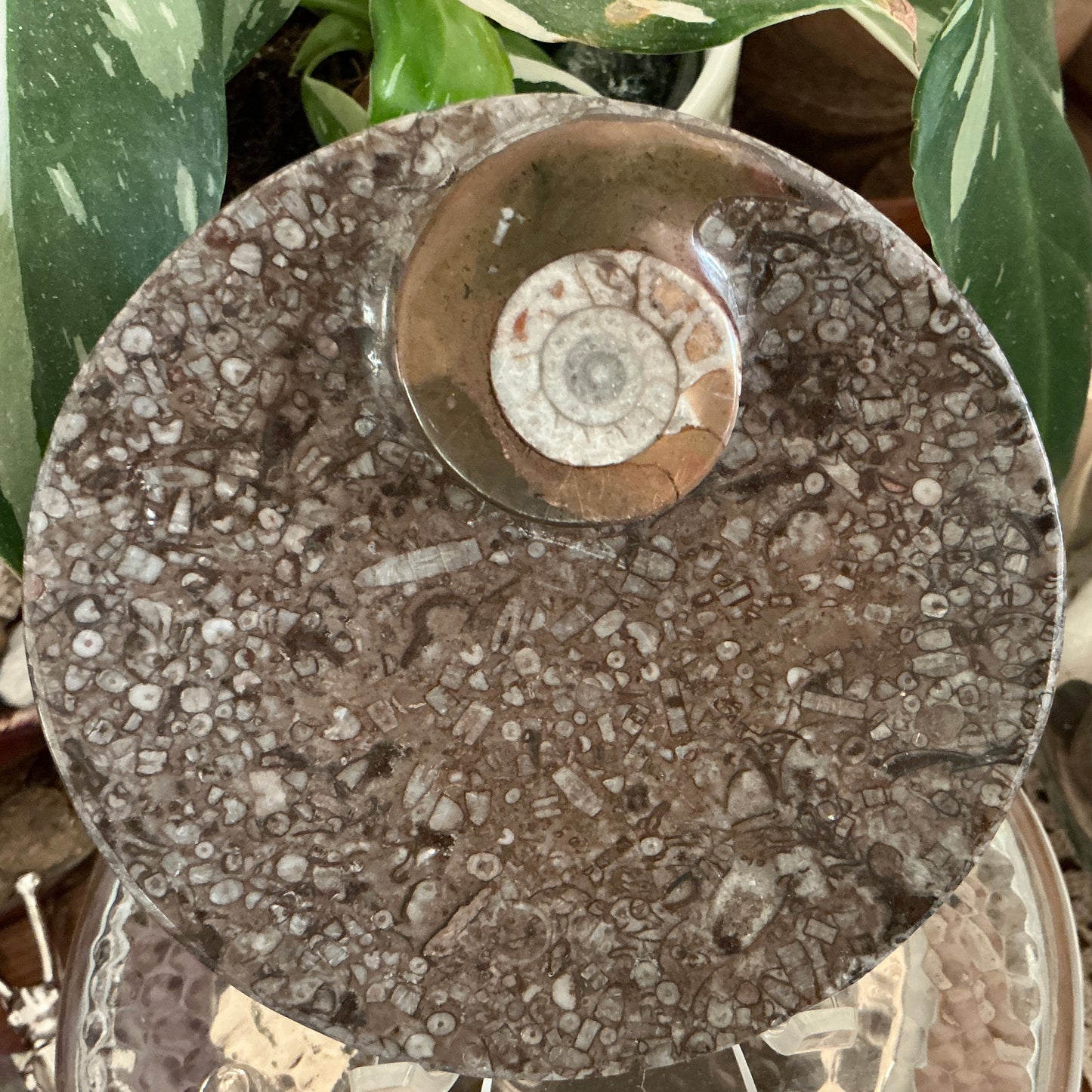 Ammonite Orthoceras Fossil Dish - Round